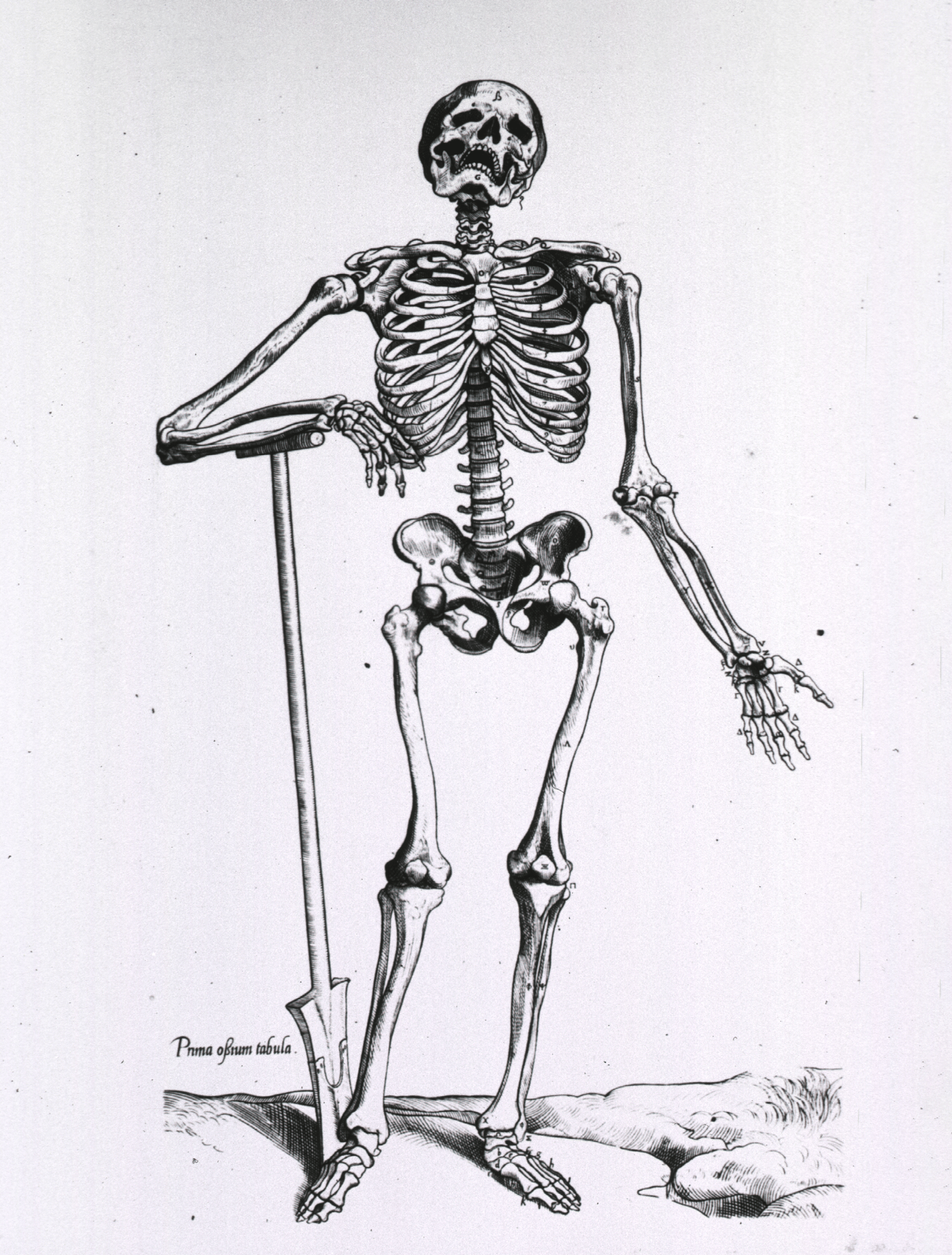 Vintage illustration of skeleton with a shovel.