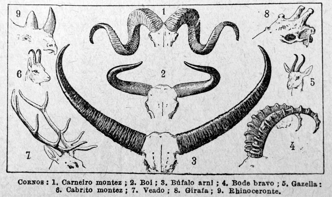 Vintage illustration of various animal horns from a Brazilian encyclopedia.