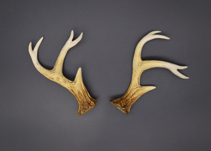 Bone Ombré Sylvan Antlers - Matte - Haus of Brimstone - 