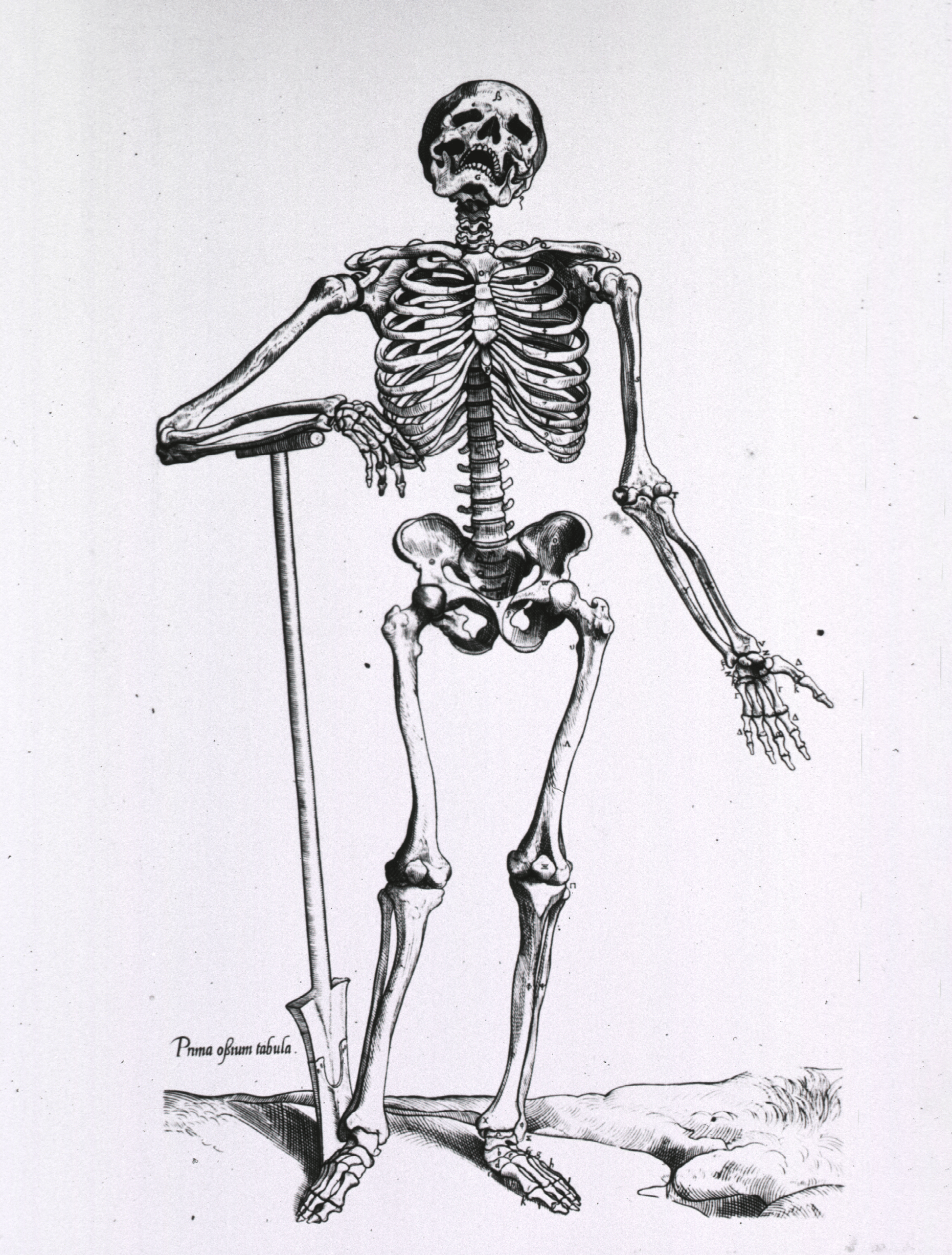 Vintage illustration of skeleton with a shovel.